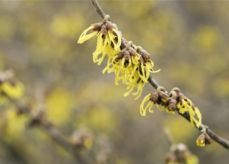 Hamamelis intermedia 'Arnold Promise'