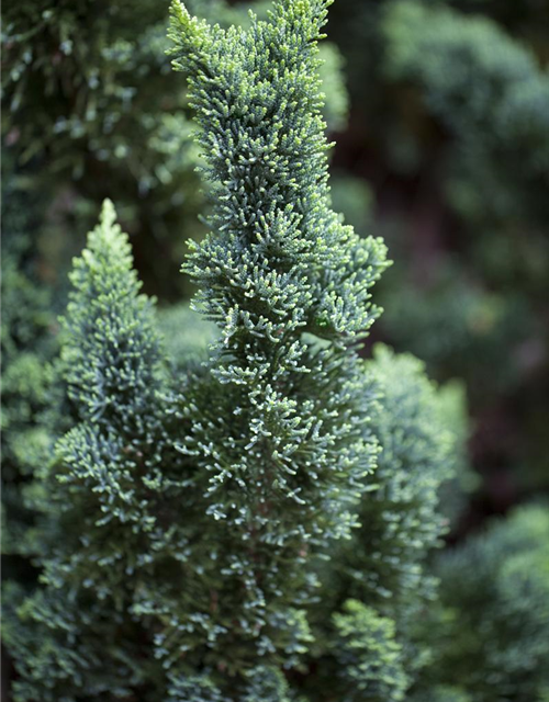 Chamaecyparis lawsoniana 'Wissel's Saguaro'