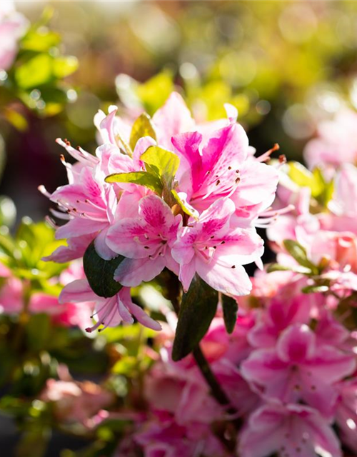 Rhododendron obtusum 'Kermesina Rose'