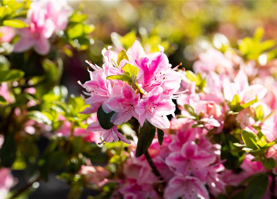 Rhododendron obtusum 'Kermesina Rose'