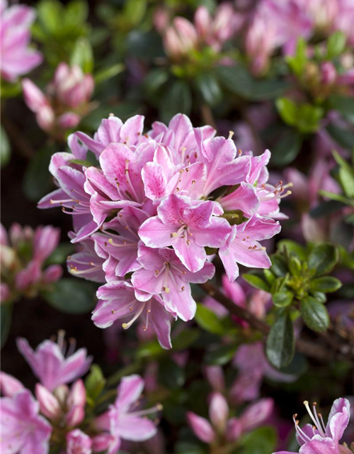 Rhododendron obtusum 'Kermesina Rose'