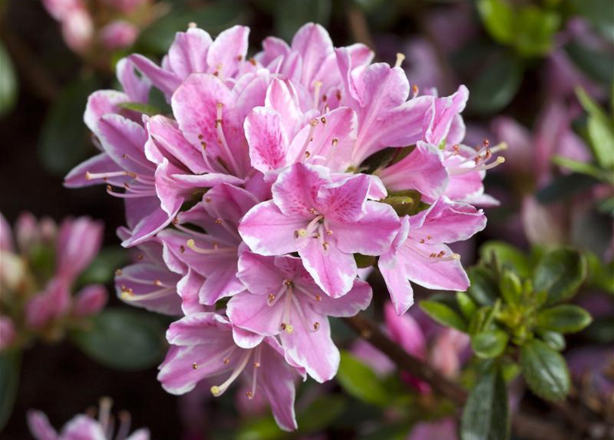 Rhododendron obtusum 'Kermesina Rose'