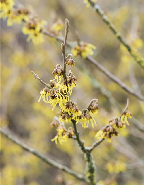 Hamamelis intermedia 'Arnold Promise'