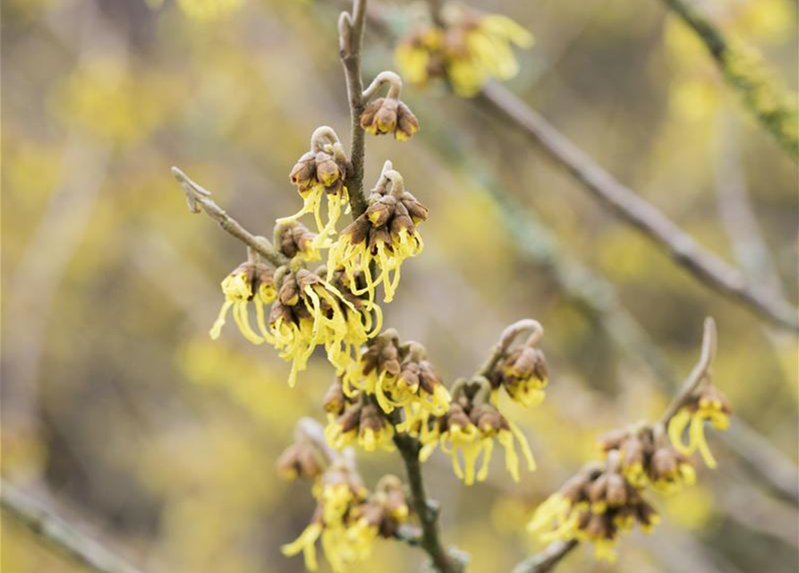 Hamamelis intermedia 'Arnold Promise'