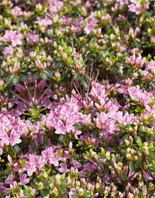 Rhododendron obtusum 'Kermesina Rose'