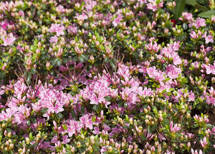 Rhododendron obtusum 'Kermesina Rose'