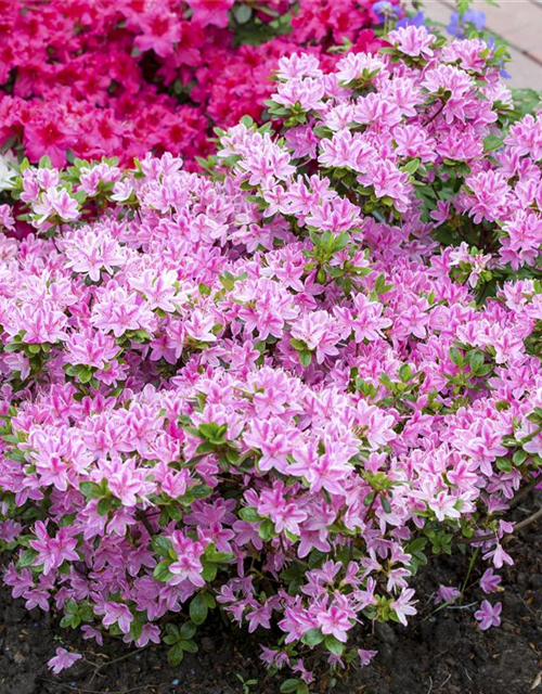 Rhododendron obtusum 'Kermesina Rose'