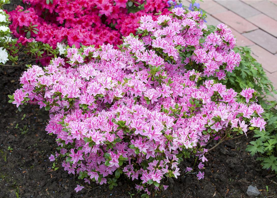 Rhododendron obtusum 'Kermesina Rose'