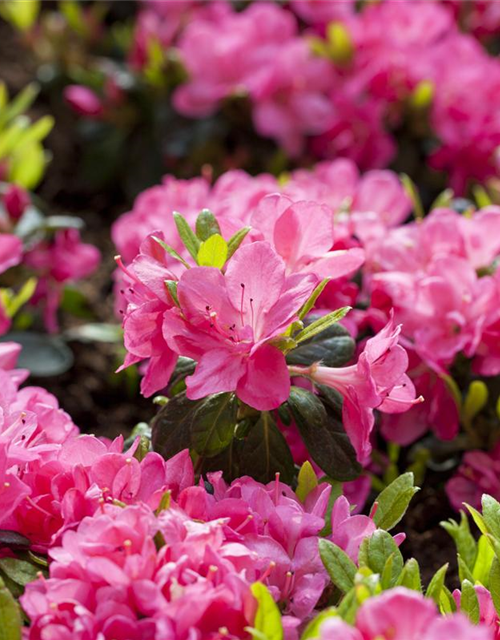 Rhododendron obtusum 'Canzonetta'