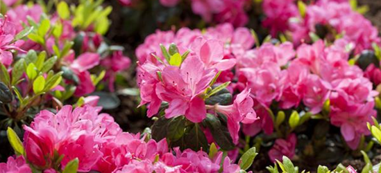 Rhododendron obtusum 'Canzonetta'