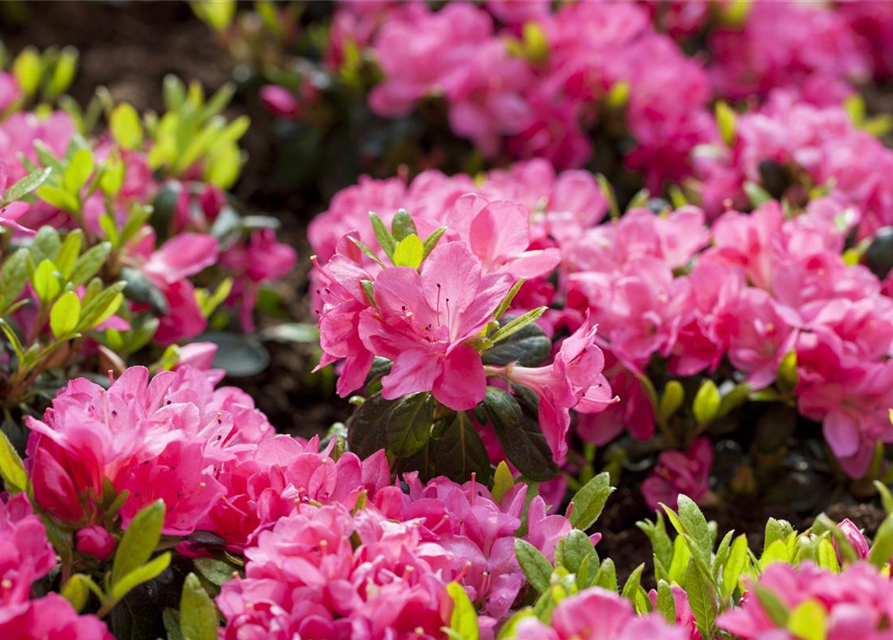 Rhododendron obtusum 'Canzonetta'