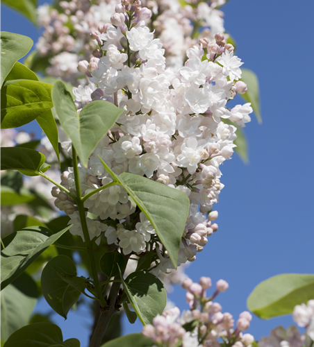 Syringa vulgaris 'Beauty of Moscow'®