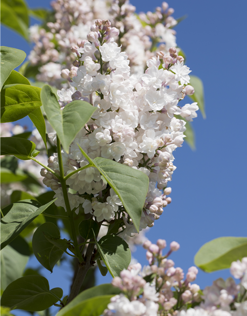 Syringa vulgaris 'Beauty of Moscow'®