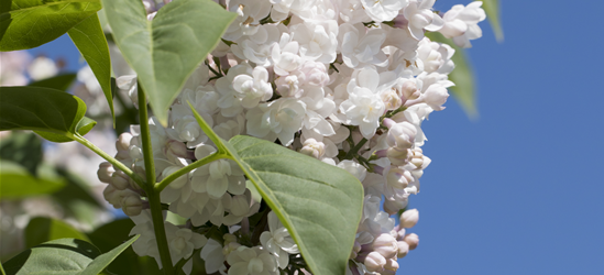 Syringa vulgaris 'Beauty of Moscow'®