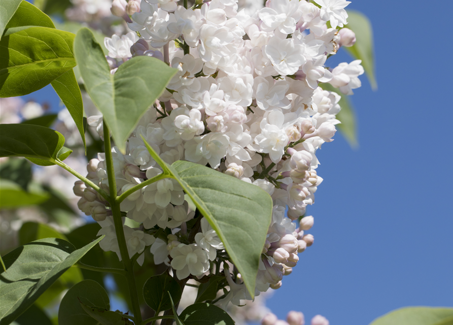 Syringa vulgaris 'Beauty of Moscow'®