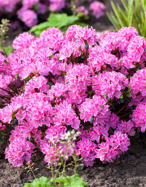 Rhododendron obtusum 'Kermesina Rose'