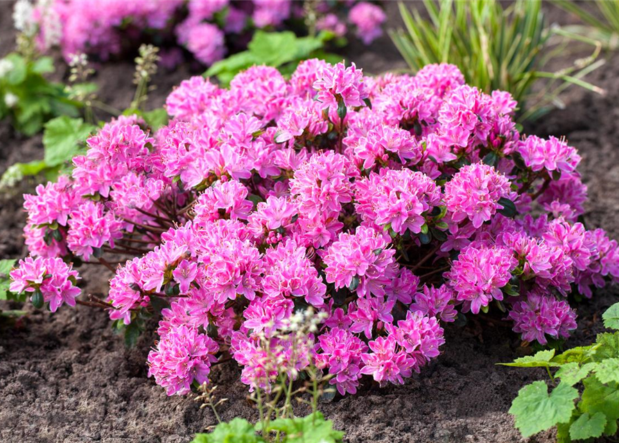 Rhododendron obtusum 'Kermesina Rose'