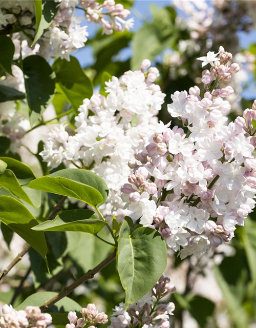 Syringa vulgaris 'Beauty of Moscow'®