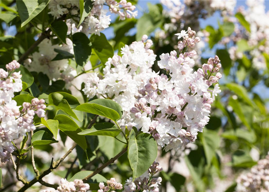 Syringa vulgaris 'Beauty of Moscow'®