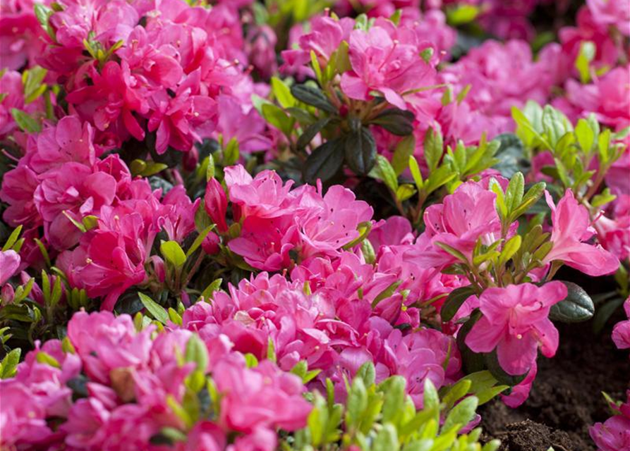 Rhododendron obtusum 'Canzonetta'