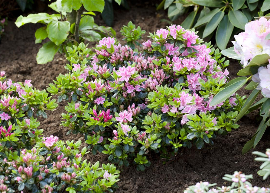 Rhododendron obtusum 'Kermesina Rose'