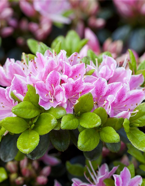 Rhododendron obtusum 'Kermesina Rose'