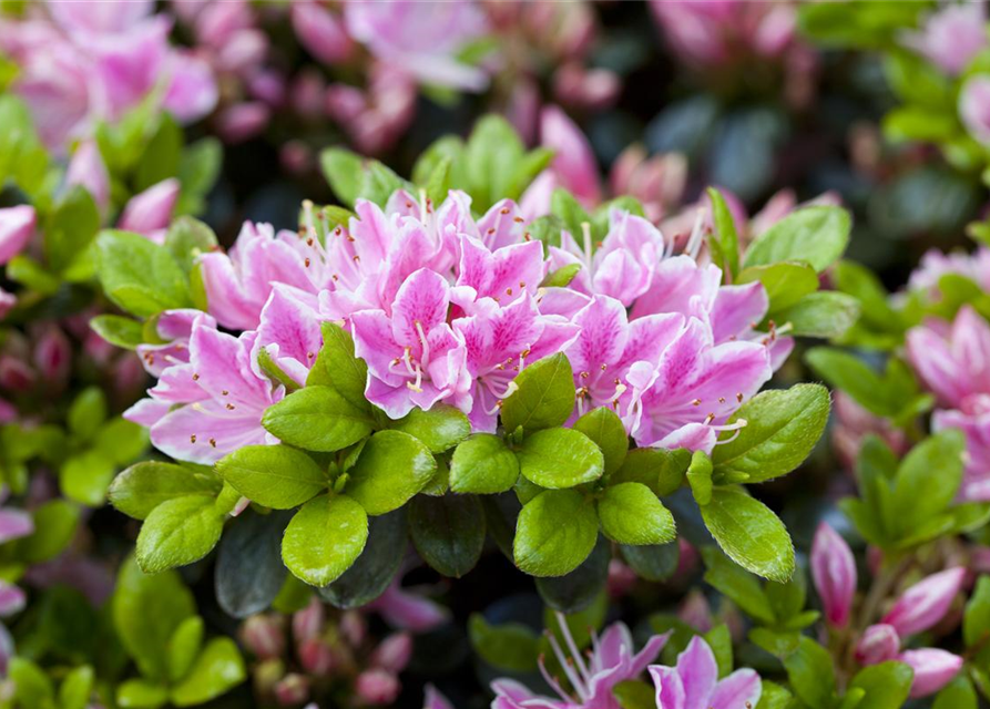 Rhododendron obtusum 'Kermesina Rose'