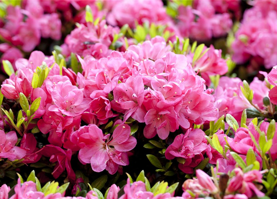 Rhododendron obtusum 'Canzonetta'