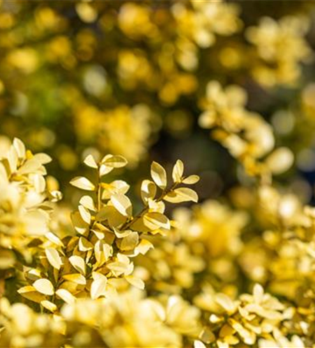 Ilex crenata 'Golden Gem'