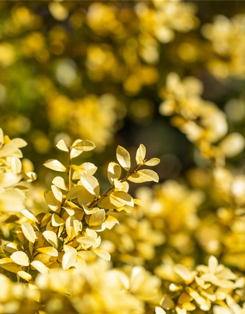 Ilex crenata 'Golden Gem'