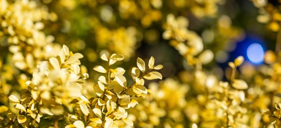 Ilex crenata 'Golden Gem'