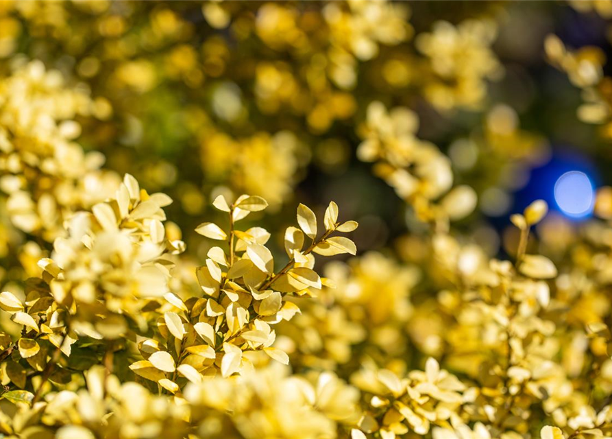 Ilex crenata 'Golden Gem'