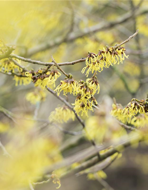 Hamamelis intermedia 'Arnold Promise'