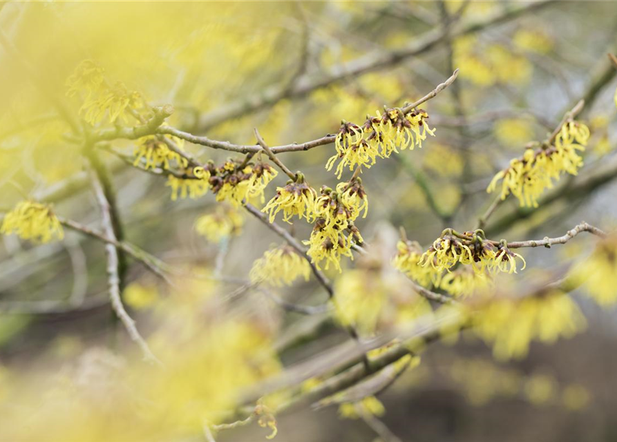 Hamamelis intermedia 'Arnold Promise'