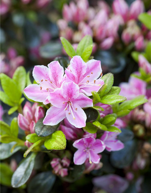 Rhododendron obtusum 'Kermesina Rose'