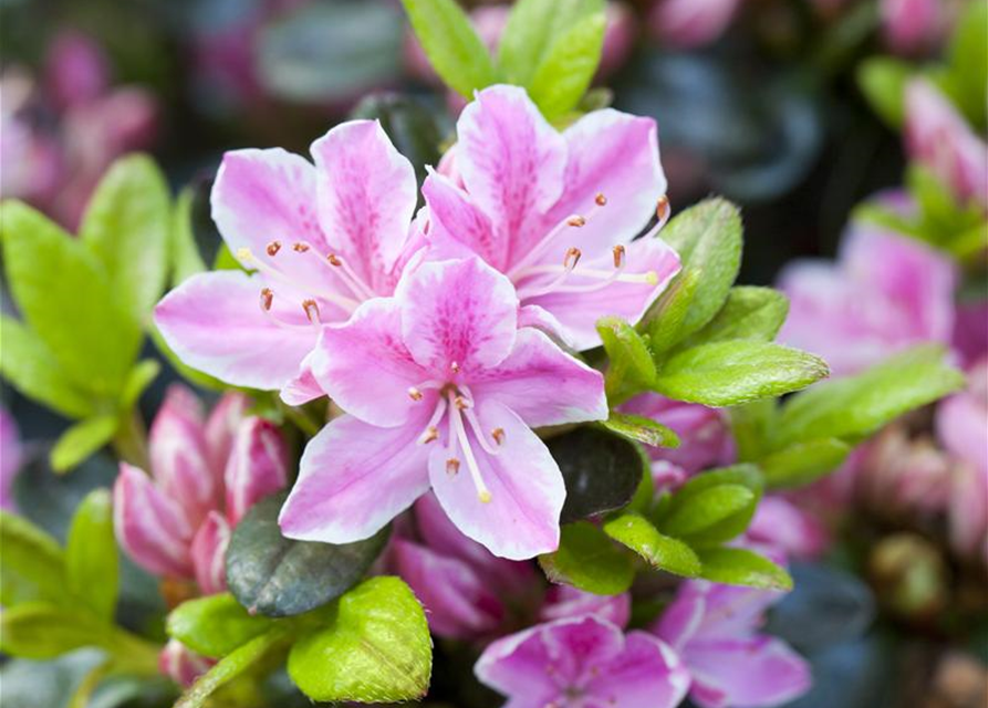 Rhododendron obtusum 'Kermesina Rose'