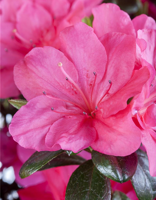 Rhododendron obtusum 'Canzonetta'