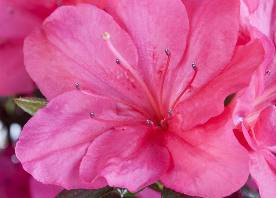 Rhododendron obtusum 'Canzonetta'