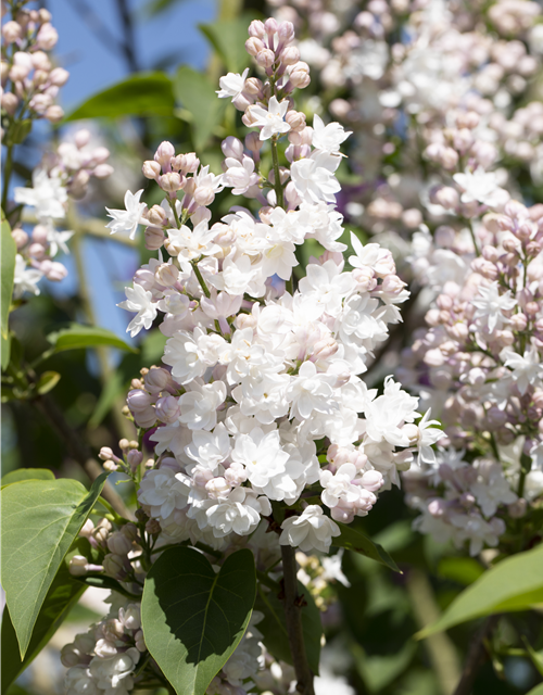 Syringa vulgaris 'Beauty of Moscow'®