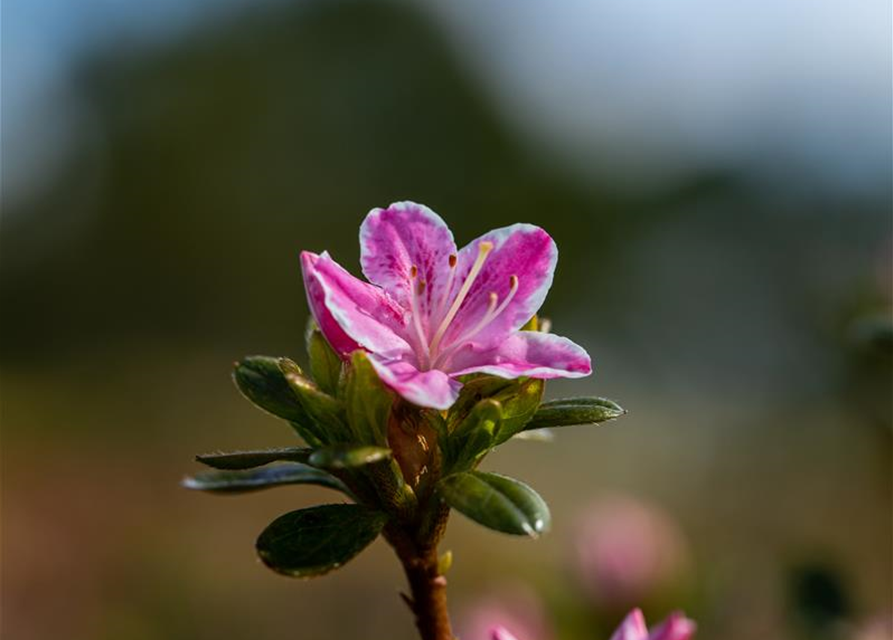 Rhododendron obtusum 'Kermesina Rose'