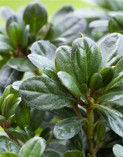 Rhododendron obtusum 'Canzonetta'