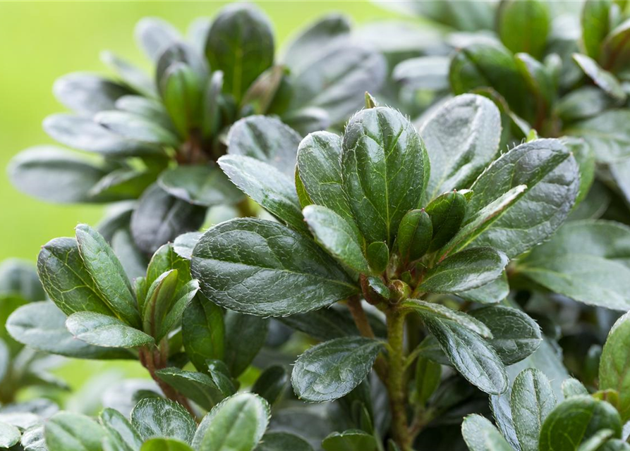 Rhododendron obtusum 'Canzonetta'