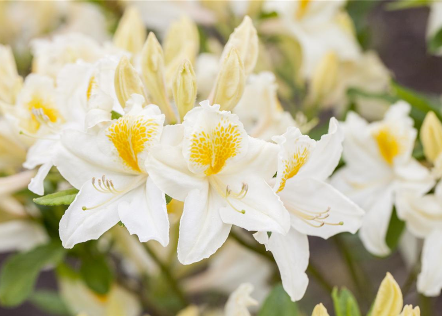 Sommergrüne Azalee 'Persil'