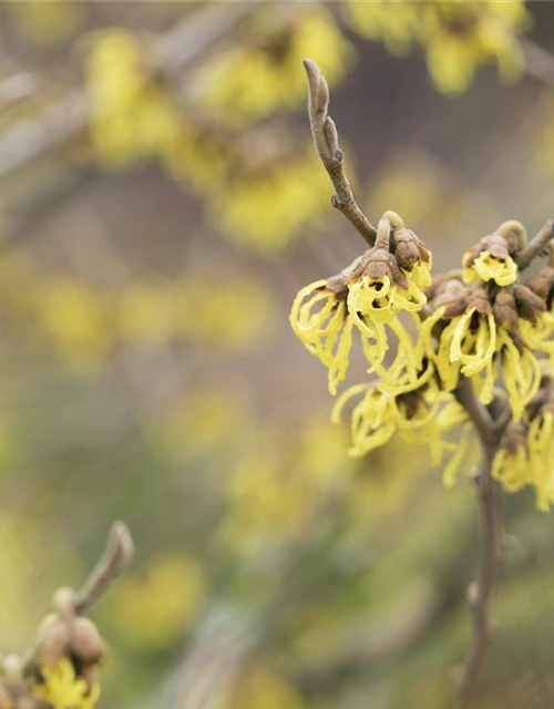 Hamamelis intermedia 'Arnold Promise'