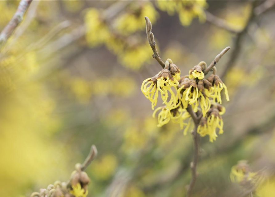 Hamamelis intermedia 'Arnold Promise'