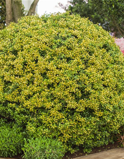 Ilex crenata 'Golden Gem'