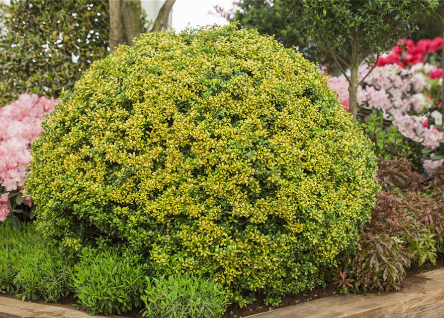 Ilex crenata 'Golden Gem'