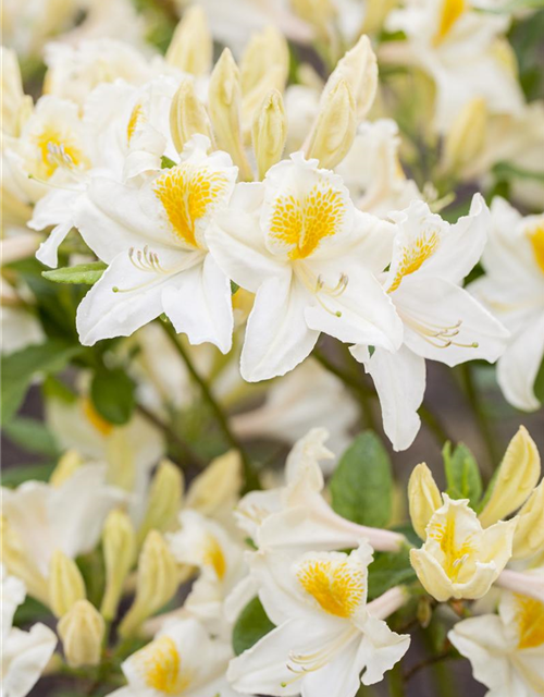 Sommergrüne Azalee 'Persil'