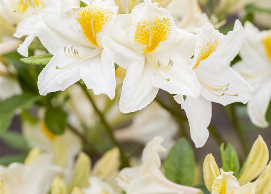 Sommergrüne Azalee 'Persil'