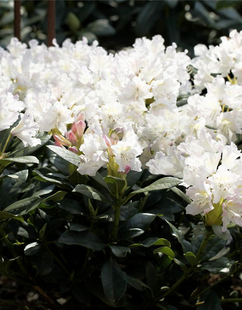 Rhododendron 'Cunningham's White'